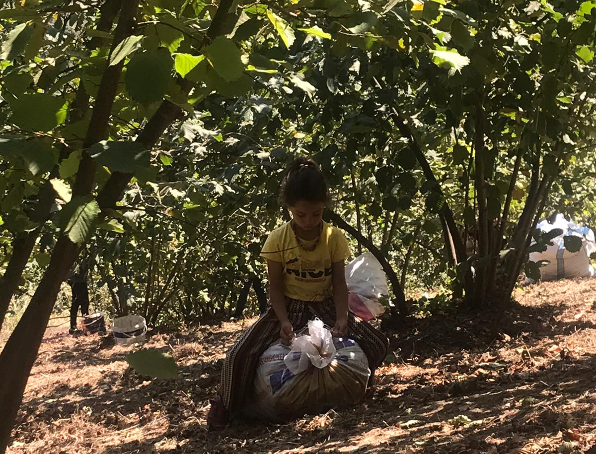 Elif, 8 Jahre, kommt seit Jahren mit ihrer Familie zur Ernte. Wegen mangelnder Kinderbetreuung verbringt sie den Tag mit ihren Eltern im Haselnussgarten.