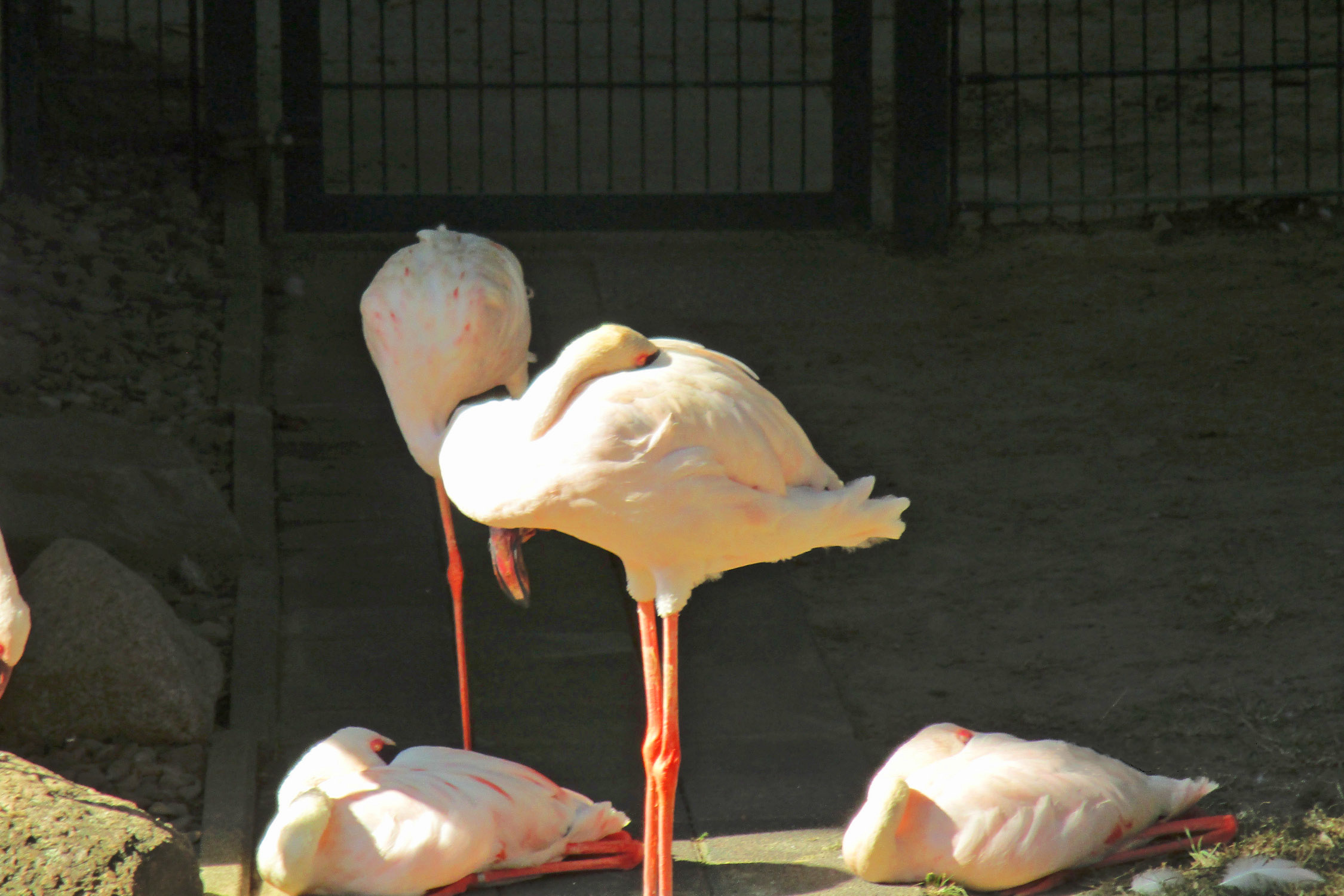 Flamingos, Foto-Safari im Projekt Mädchen.Machen.Mut von Save the Children