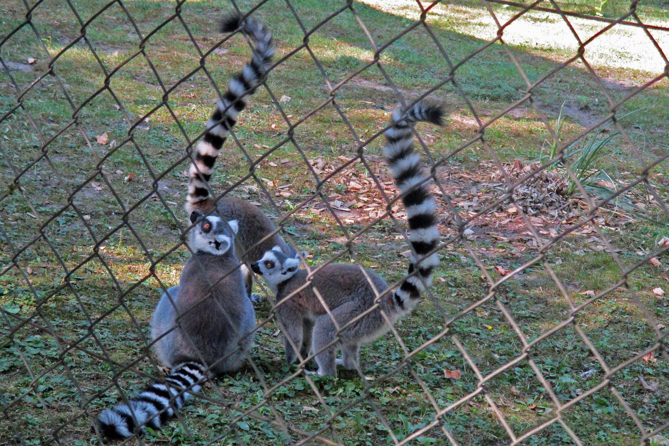 Lemuren, Foto-Safari im Projekt Mädchen.Machen.Mut von Save the Children
