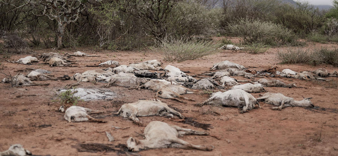 Tote Ziegenherde in Kenia. 