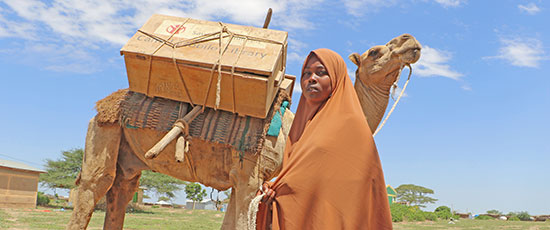 Die Kamelbibliothek in Äthiopien liefert Bücher direkt zu den Schulkindern. © Seifu Asseged / Save the Children
