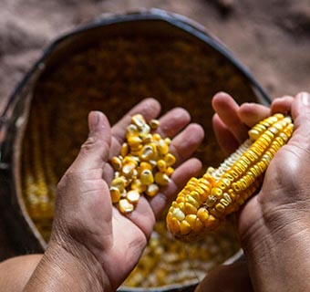 Mais ist ein wichtiges Grundnahrungsmittel für Millionen Kinder auf der Welt, wie hier in Yucatan, Mexiko. Um gesundes Wachstum zu ermöglichen, ist aber auch eine ausgewogene Ernährung zentral. © Jonathan Hyams / Save the Children 