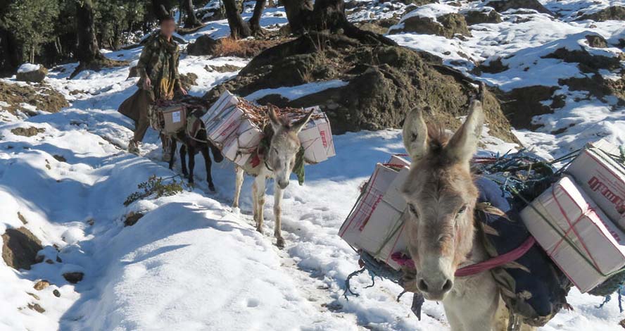 Esel bahnen sich ihren Weg durch die Winterlandschaft und bringen Lernpakete in ein von Save the Children unterstütztes Gemeindezentrum. © Fazal Mula / Save the Children 