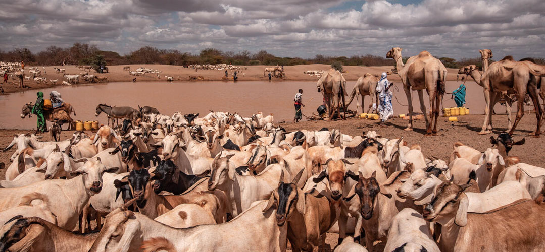 Viehherden an einer Wasserstelle in Kenia. © Tommy Trenchard / Save the Children 