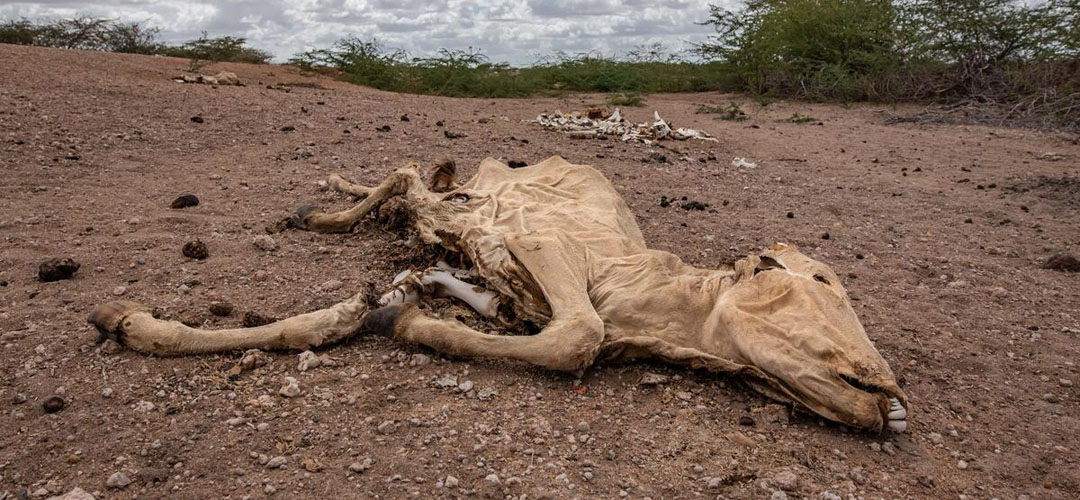 Verendete Kuh aufgrund der Dürre in Kenia.