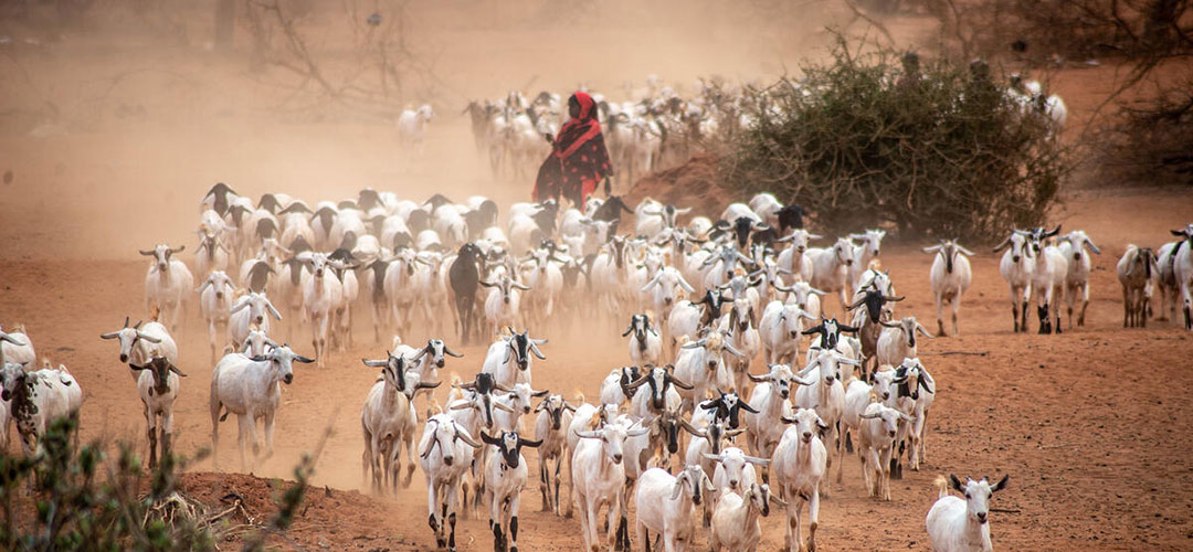 Kenia Ziegenherde © Tommy Trenchard